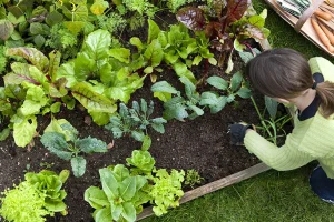 How to Grow a Garden: A Complete Beginner’s Guide
